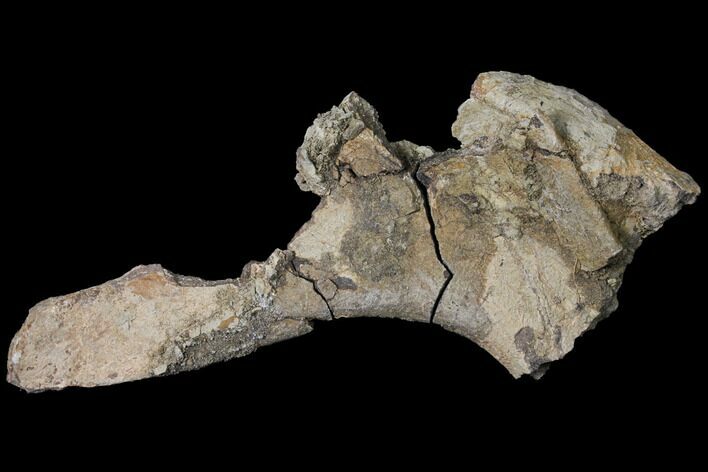Unprepared Fossil Triceratops Rib Section - North Dakota #120222